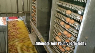 Automatic Layer Chicken Cage System for Poultry Farming