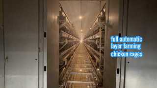 Layer Chicken Cages Full Automatic 100,000 Laying Hens Birds