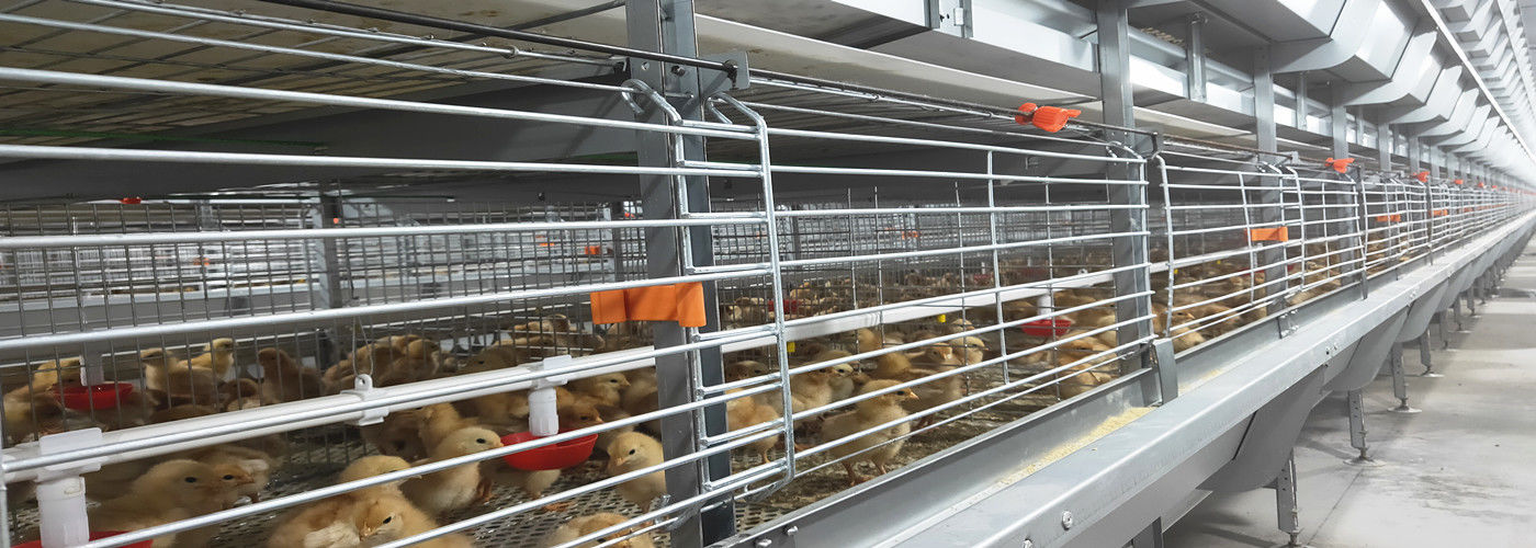quality Battery Chicken Cage factory