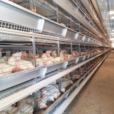 Poultry Farm Q235 3 - 4Tier Battery Chicken Cage Broiler Breeding Use