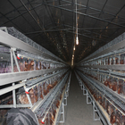 Full Automatic Battery Chicken Cage A Type Galvanized Silver Color