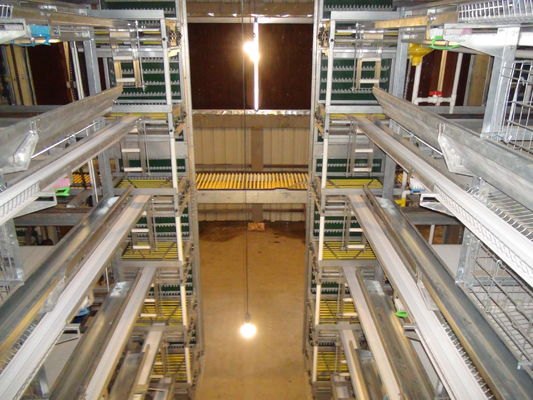 Automated H-Type Broiler Cage System for High-Density Commercial Poultry Farming with Hot-Dip Galvanized Protection
