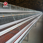A Shape Battery Chicken Cage With Full Automatic System Chicken Farm