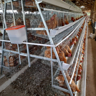 Design Layer Cage Poultry Equipment Automatic 3 Tiers 4 Tiers A Type Poultry Cages
