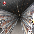 Egg Laying Battery Chicken Cage System Poultry Farm A Type Galvanized Layer 384 Birds / Set