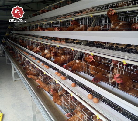 Big Door Size Hens Chicken Layer Battery Cage 90 Birds / Set