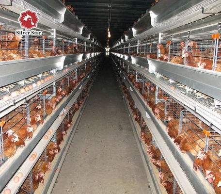 Automatic H-Type Broiler Battery Cage System for Commercial Chicken Farms with Hot-Dip Galvanized 3-8 Tiers