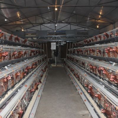 Automatic H-Type Broiler Battery Cage System for Commercial Chicken Farms with Hot-Dip Galvanized 3-8 Tiers