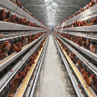 Hot Dip Galvanized H Type Automatic Layer Chicken Cage System
