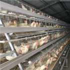 Poultry Battery Layer Chicken Cages System 160 Birds A Type 195*41*41 Cm