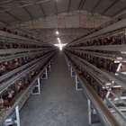 4 Tiers Raise More Chickens Automatic A Type Battery Egg Layer Chicken Cages