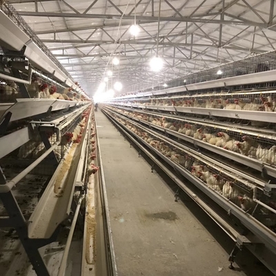 Hygienic A Type Hens Farm Layer Chicken Cage Automatic Manure Removing