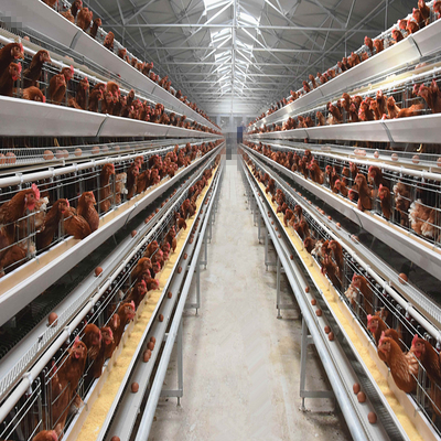 4 Tiers Chicken Egg Layer Battery Cage For Tanzania Poultry Farm