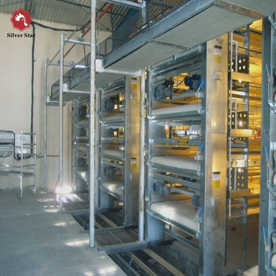 Automatic H-type Cages Designed For Housing Baby Poultry And Broiler Chickens