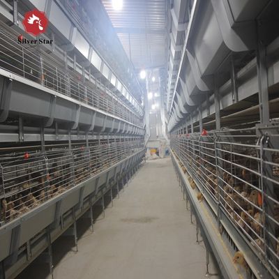 Full Automatic H Type Broiler Cage System with Hot Galvanized Steel for 20 Years Service