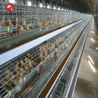 A-Type Stacked Broiler Cage with Hot-dip Galvanized Steel 3-5 Layers Customizable Full Automatic Poultry Equipment