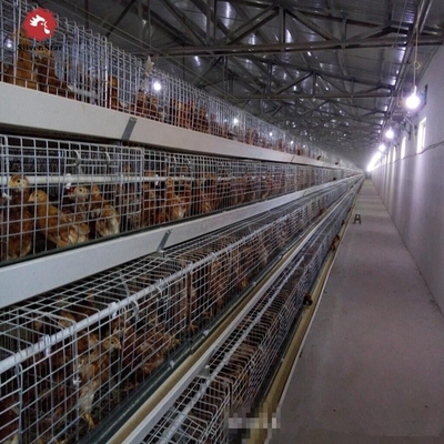 Automatic H-type Cages Designed For Housing Baby Poultry And Broiler Chickens