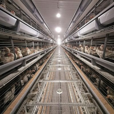 H-Type Automatic Layer Battery Cage System for Commercial Poultry Farms - Hot-Dip Galvanized, Automated Egg Collection, 15-20 Years Service Life