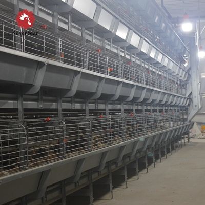 H Type Layer Chicken Cage System | Automatic Poultry Equipment for Commercial Egg Farms