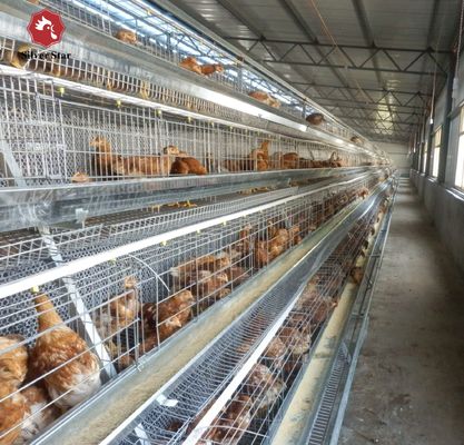 Fully Automatic H-Type Broiler Cage System for High-Density Rearing with Hot-Dip Galvanized Frame