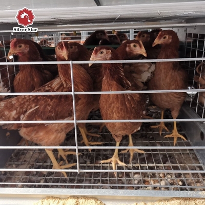 90 Chickens Poultry Farm House Layer Battery Cage For Laying Hen