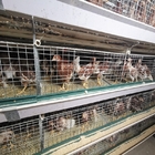 Kenya H Type 3 / 4 Layers Chicken Layer Cages Poultry Farm  Breeding System