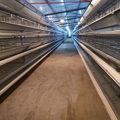 H-Type Battery Cage System with Hot-Dip Galvanized Frame Automatic Feeding Trough Stackable Modular Design for Commercial Poultry Farms