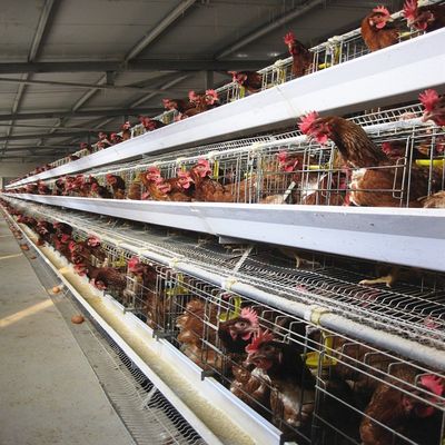 3-Tier / 4-Tier A-Type Layer Chicken Cage with Automatic Feeding & Egg Collection | Hot-Dip Galvanized Steel for Long Service Life