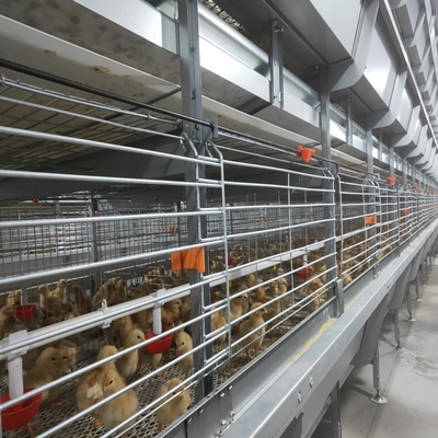 H Type Complete Automatic Broiler Chicken Cage 4 Tiers