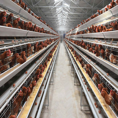 3-Tier / 4-Tier A-Type Layer Chicken Cage with Automatic Feeding & Egg Collection and Hot-Dip Galvanized Steel