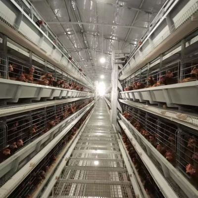 H-Type Automatic Layer Battery Cage System 15-20 Year Service Life Fully Automated Hot-Dip Galvanized for Poultry Farming