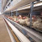 H Shaped Layer Chicken Cage Automatic Poultry Farming Equipments Battery