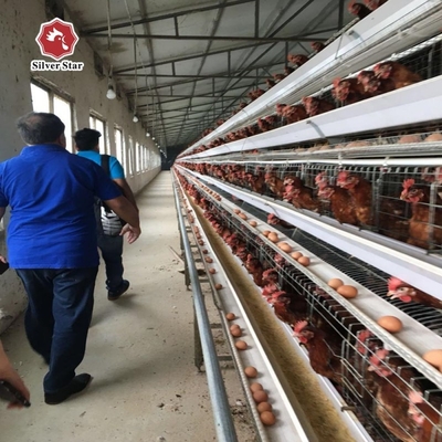 Hot Dip Galvanized Layer Chicken Cage With Stacking High Feeding Density Increased Productivity