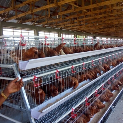 Hot Dipped Galvanized A Type Layer Chicken Cage For Farm