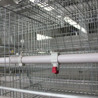 Automated H-Type Broiler Cage System with Hot-Dip Galvanized Steel for High-Density Poultry Farming