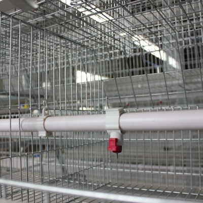 Automatic H-type Cages Designed For Housing Baby Poultry And Broiler Chickens
