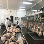 Halal Chicken Abattoir Slaughter Line Machine Equipment 500BPH - 10000BPH