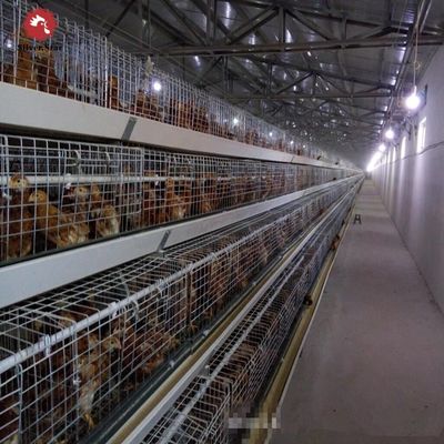 Fully Automatic H-Type Broiler Cage System with Hot-Dip Galvanized Steel for High-Density Poultry Farming