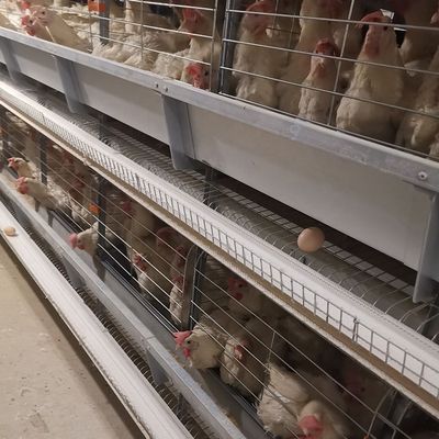 Modern H-Type Automatic Layer Poultry Cages for Large Scale Egg Production