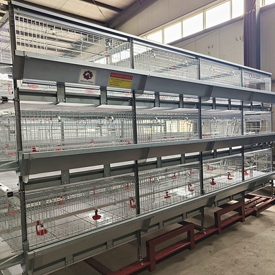 Automatic H-type Cages Designed For Housing Baby Poultry And Broiler Chickens