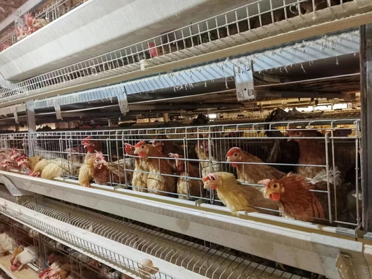 120 Chicken Capacity Battery Cage System In Poultry Farm