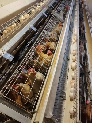 Galvanized Steel Poultry Environmental Control System 5 Layers Battery H Type Hens Cage For Egg Chicken