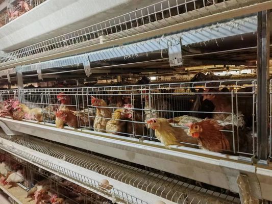 Layer Chicken Cage System | Boost Your Farm Laying Rate