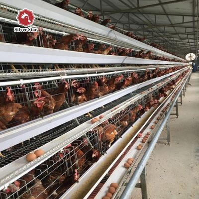 Layer Chicken Cage System | Boost Your Farm Laying Rate