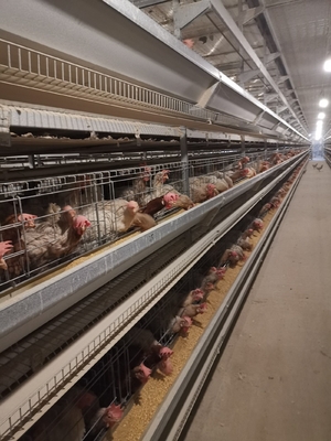 Layer Chicken Cages With Hot-dip Galvanization And Stacking Increase Feeding Density And Productivity.