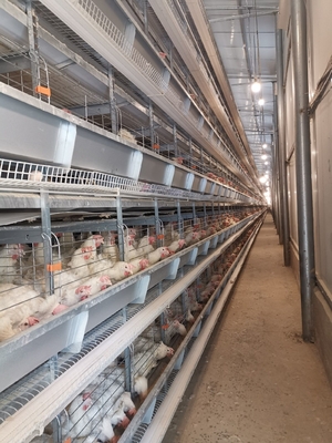 Layer Chicken Cages With Hot-dip Galvanization And Stacking Increase Feeding Density And Productivity.