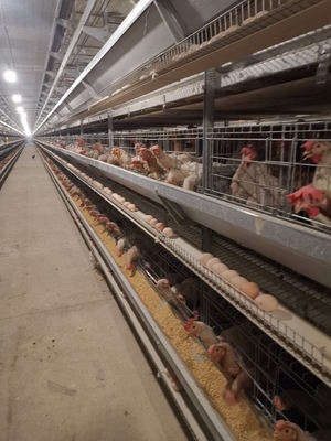 Layer Chicken Cages With Hot-dip Galvanization And Stacking Increase Feeding Density And Productivity.