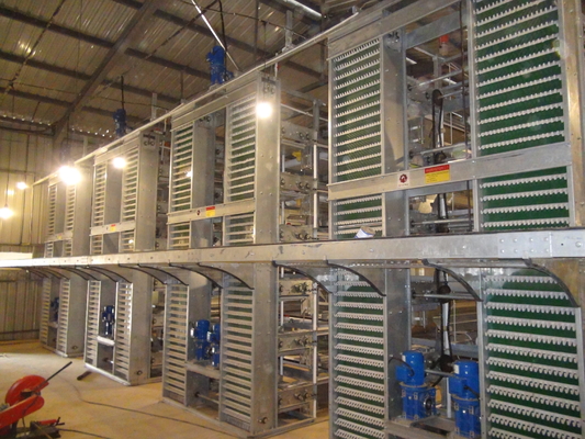 Galvanized A-Type Laying Hens 5-Layer Battery Cage And Automatic Breeding System