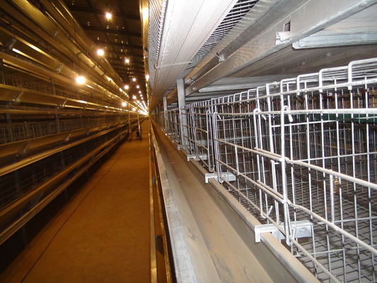 Automatic Layer Poultry Cage With Feeder And Drinker Poultry Cages For Layer Chickens For 10000 Birds