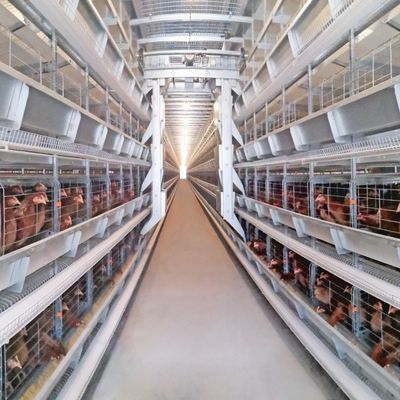 Fully Automatic H-Type Battery Layer Cage System for Commercial Poultry Farms